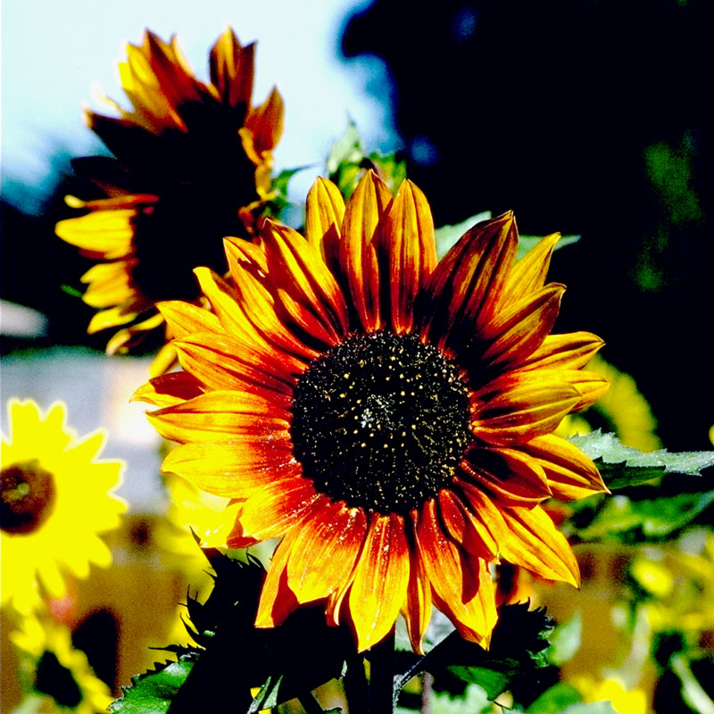 Autumn Beauty Sunflower Seeds (Organic)