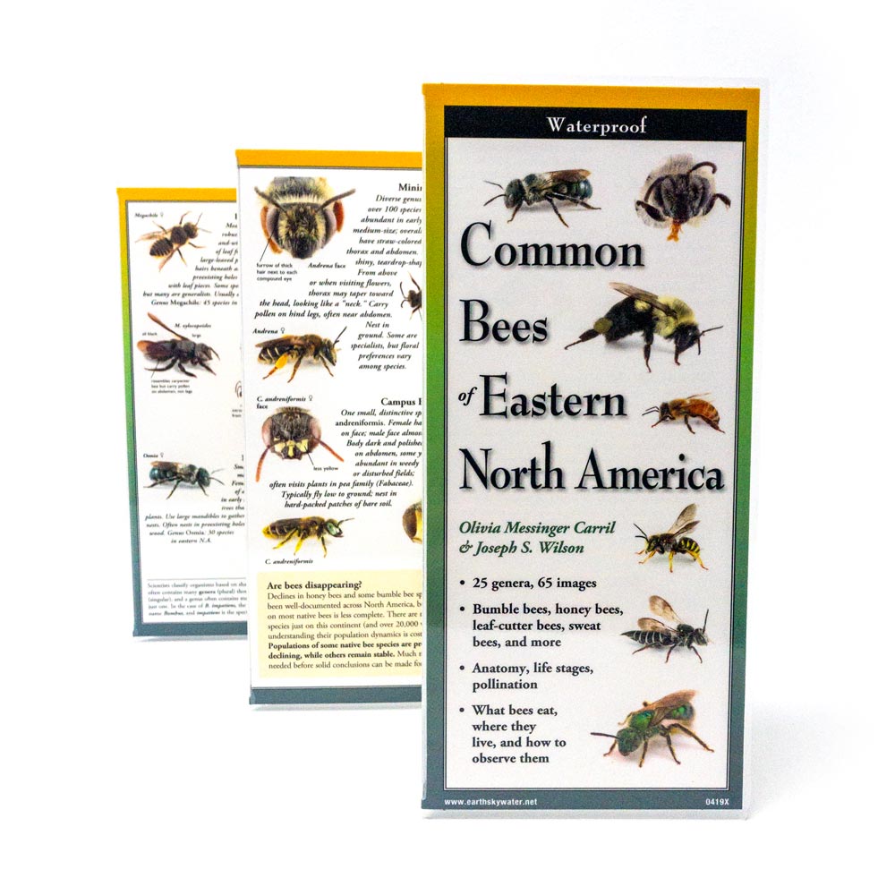 
                  
                    Common Bees of Eastern North America - Identification Guide
                  
                