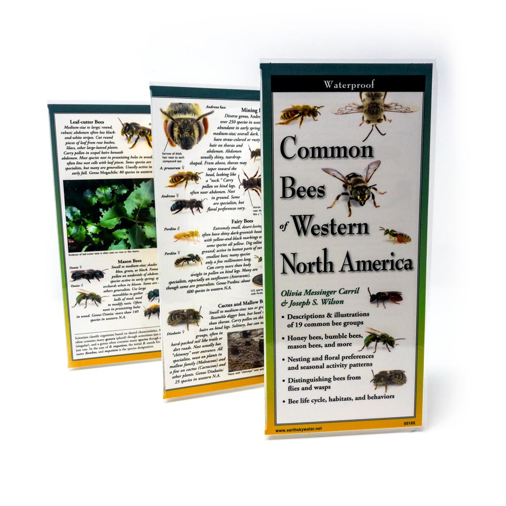 Common Bees of Western North America - Identification Guide