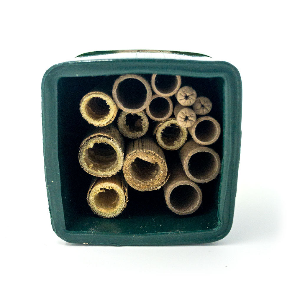 Spring and Summer Wild Bee Adventure