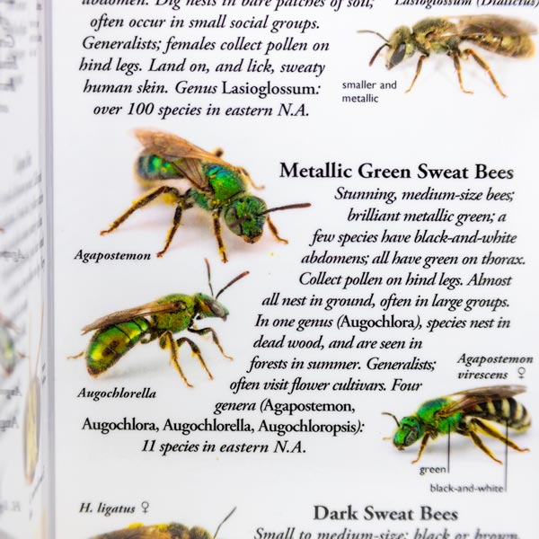 
                  
                    Common Bees of Eastern North America - Identification Guide
                  
                