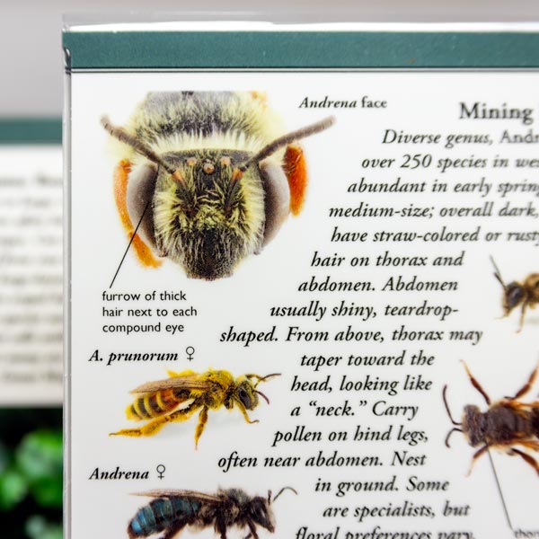 
                  
                    Common Bees of Western North America - Identification Guide
                  
                